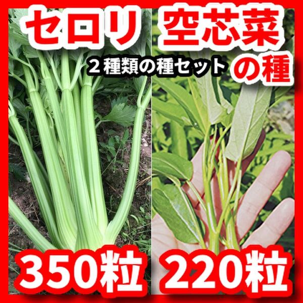 セロリ&空芯菜の種セット★栽培期間中農薬不使用の種