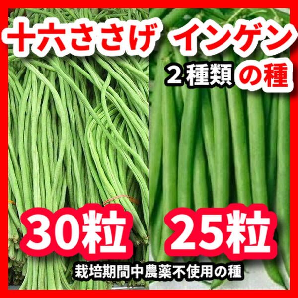 十六ささげ&インゲンつるありの種セット★栽培期間中農薬不使用の種