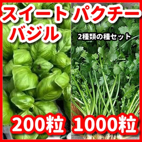 スイートバジル&パクチー(大粒)の種セット★栽培期間中農薬不使用の種