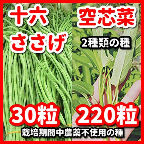 空芯菜&十六ささげの種セット★栽培期間中農薬不使用の種