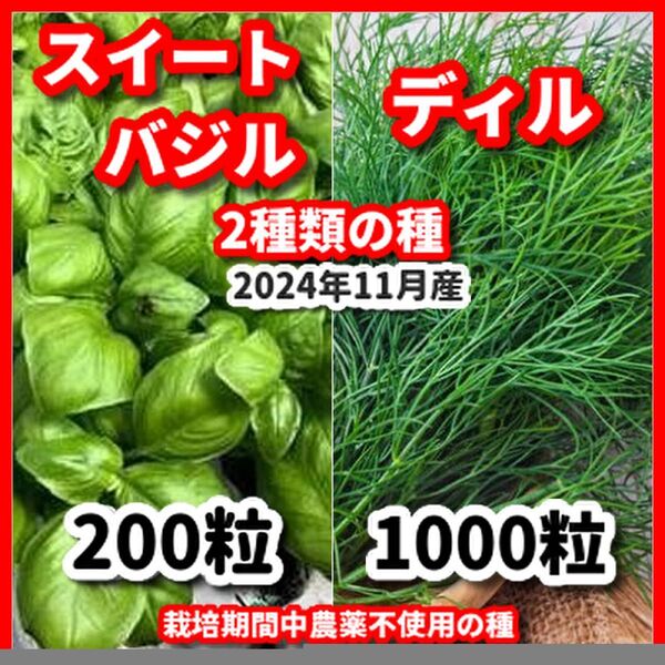 スイートバジル&ディルの種セット★栽培期間中農薬不使用の種