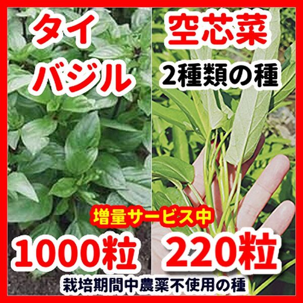 タイバジル&空芯菜の種セット★栽培期間中農薬不使用の種