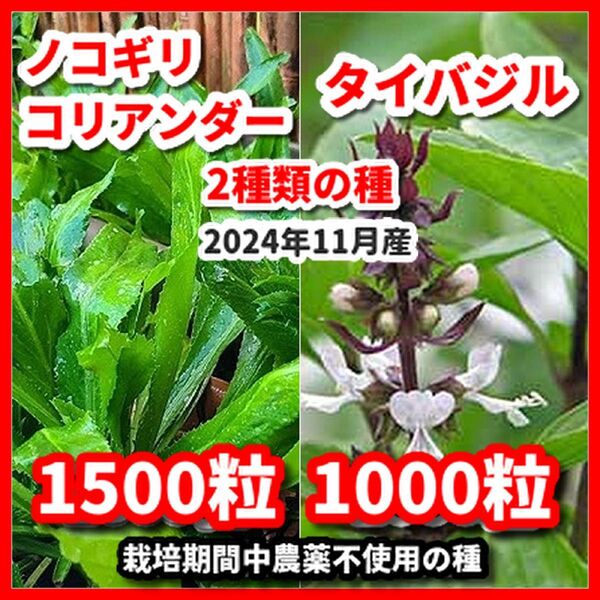 ノコギリコリアンダー&タイバジルの種セット★栽培期間中農薬不使用の種