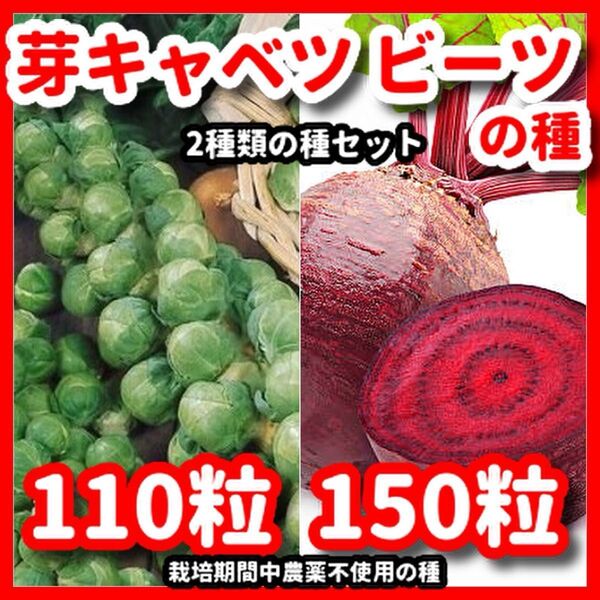 芽キャベツ&ビーツの種セット★栽培期間中農薬不使用の種