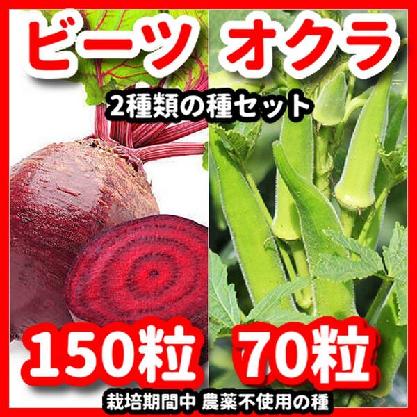 オクラ&ビーツの種セット★栽培期間中農薬不使用の種!
