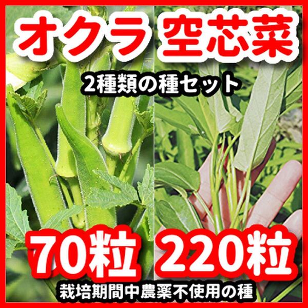 角オクラ&空芯菜の種セット★安心の栽培期間中農薬不使用の種