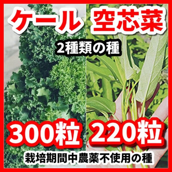 空芯菜&ケールの種セット★栽培期間中農薬不使用の種
