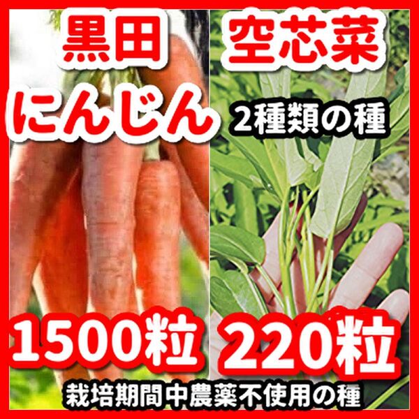 空芯菜&黒田にんじんの種セット★栽培期間中農薬不使用の種