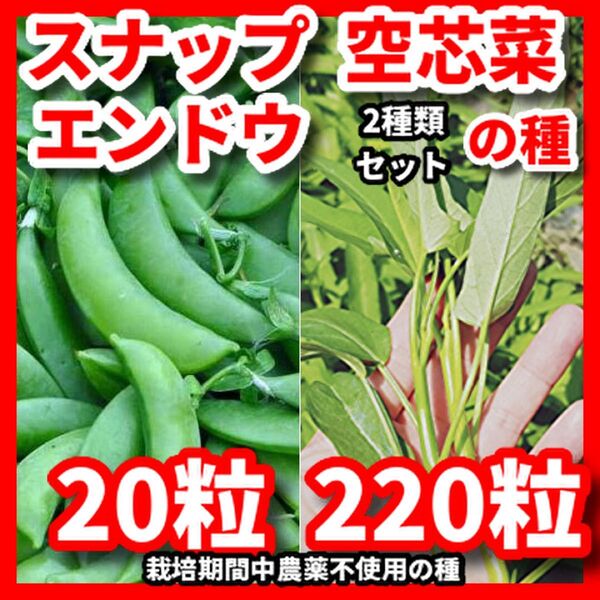 スナップエンドウ&空芯菜の種セット★栽培期間中農薬不使用の種