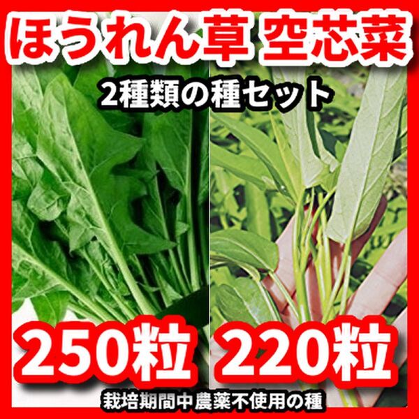 ほうれん草&空芯菜の種セット★栽培期間中農薬不使用の種