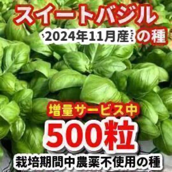スイートバジルの種【500粒】★安心の栽培期間中農薬不使用の種