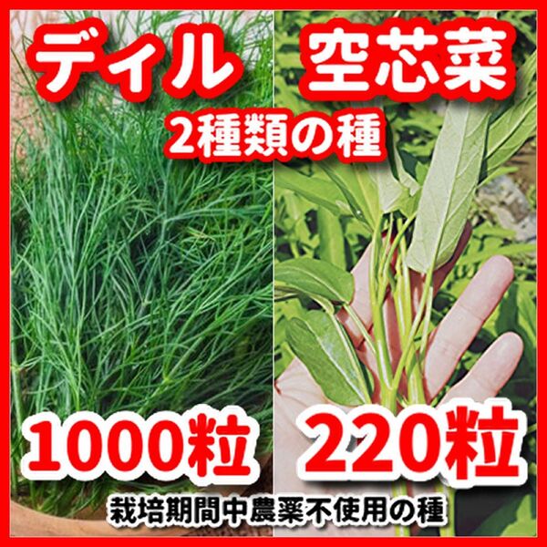 ディル&空芯菜の種セット★栽培期間中農薬不使用の種!
