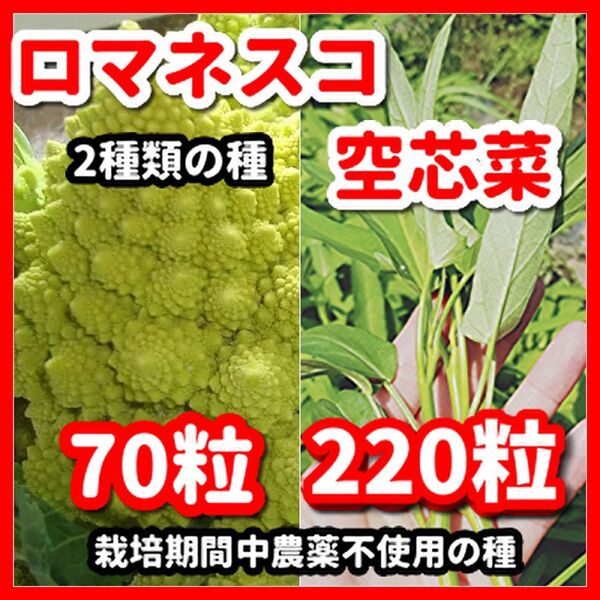 ロマネスコ&空芯菜の種【2種類セット】★栽培期間中農薬不使用の種