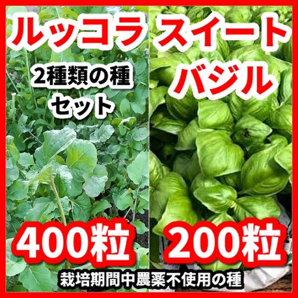 スイートバジル&ルッコラの種セット★栽培期間中農薬不使用の種