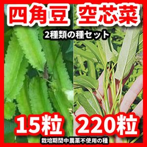 四角豆&空芯菜の種セット★栽培期間中農薬不使用の種
