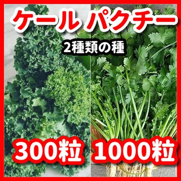 ケール&パクチー(大粒タイプ)の種セット★栽培期間中農薬不使用の種