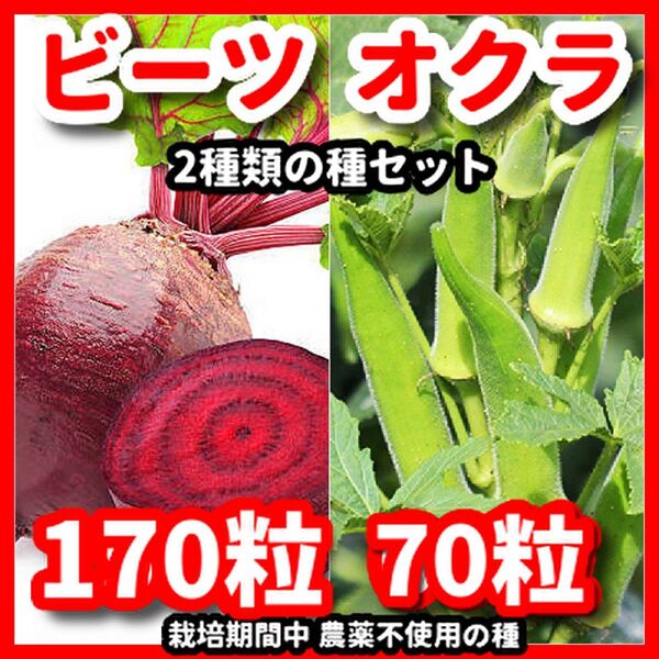 オクラ&ビーツの種セット★栽培期間中農薬不使用の種!