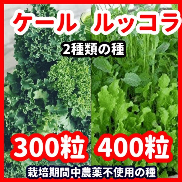 ケール&ルッコラの種セット★栽培期間中農薬不使用の種
