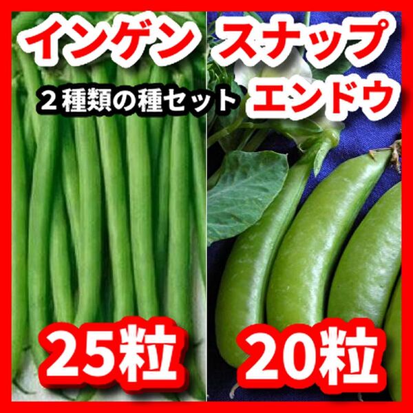 インゲン&スナップえんどうの種セット★栽培期間中農薬不使用の種