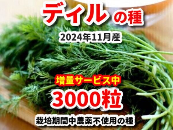 ディルの種【3000粒】★栽培期間中農薬不使用の種