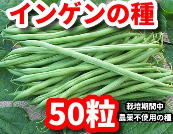 インゲン豆の種【50粒】つる有り★栽培期間中農薬不使用の種