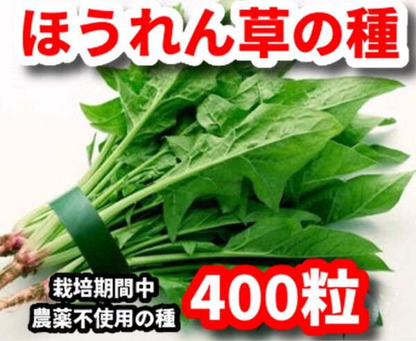 ほうれん草の種【400粒】★栽培期間中農薬不使用の種
