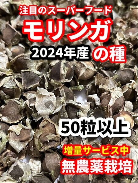 モリンガの種【50粒】栽培期間中農薬不使用の種
