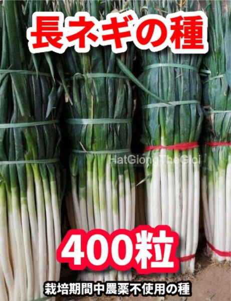 長ネギの種【400粒】★栽培期間中農薬不使用の種