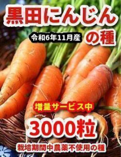 黒田にんじんの種【3000粒】★栽培期間中農薬不使用の種