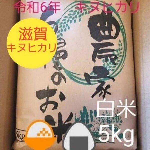 令和6年キヌヒカリ 滋賀県産キヌヒカリ 5kg 滋賀県 キヌヒカリ 米 白米