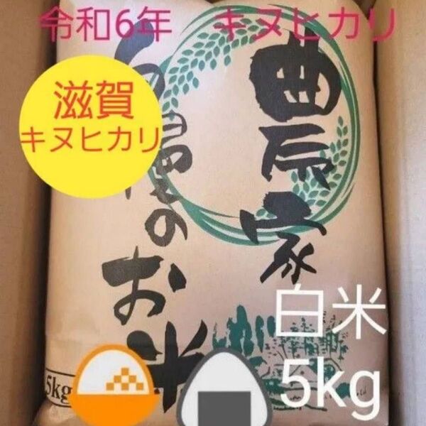 令和6年キヌヒカリ 滋賀県産キヌヒカリ 5kg 滋賀県 キヌヒカリ 米 白米