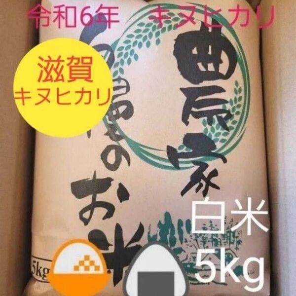 令和6年キヌヒカリ 滋賀県産キヌヒカリ 5kg 滋賀県 キヌヒカリ 米 白米