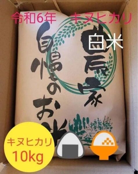 令和6年キヌヒカリ 滋賀県産キヌヒカリ 10kg 滋賀県 キヌヒカリ 米 白米