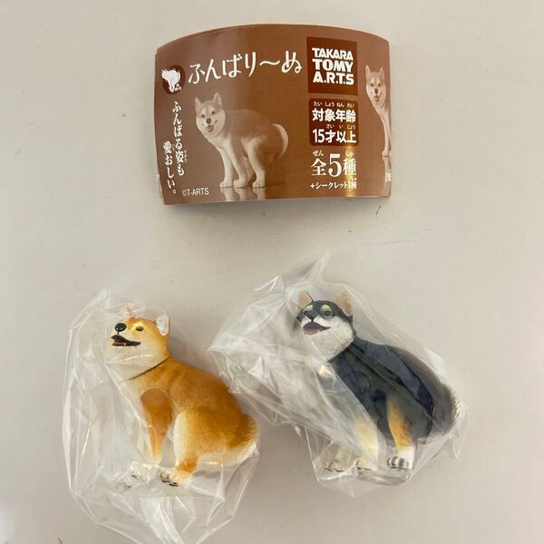 ふんばりーぬ 柴犬 黒柴犬 2つセット ふんばり犬 ふんばり〜ぬ フィギュア ガチャ
