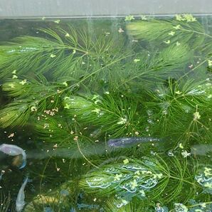 マツモ 10本 水草 無農薬 自家繁殖栽培