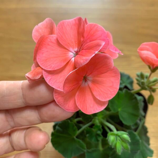 ゼラニウム サーモン色 蕾付き 抜き苗