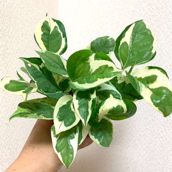 ポトス 観葉 エンジョイ 斑入り 抜き苗