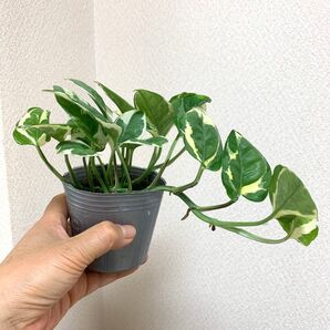 ポトス 観葉 エンジョイ 斑入り 抜き苗
