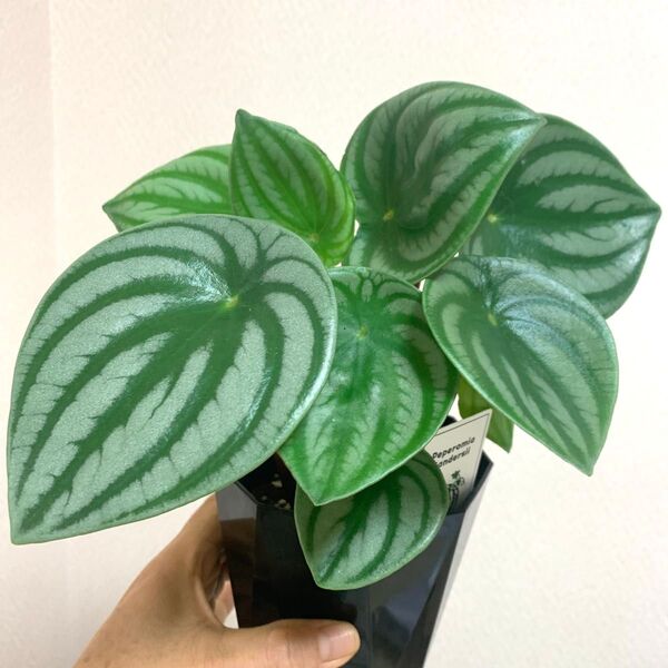 観葉 ペペロミア サンデルシー (スイカぺぺ) 抜き苗
