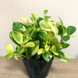 観葉 ペペロミア グラベラ 斑入り 抜き苗