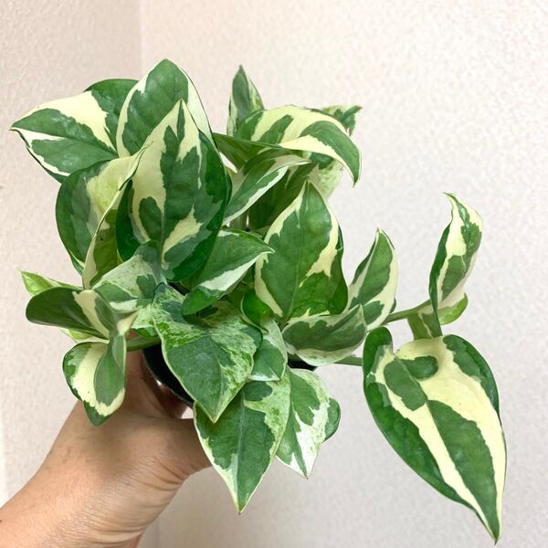 ポトス 観葉 エンジョイ 斑入り 抜き苗