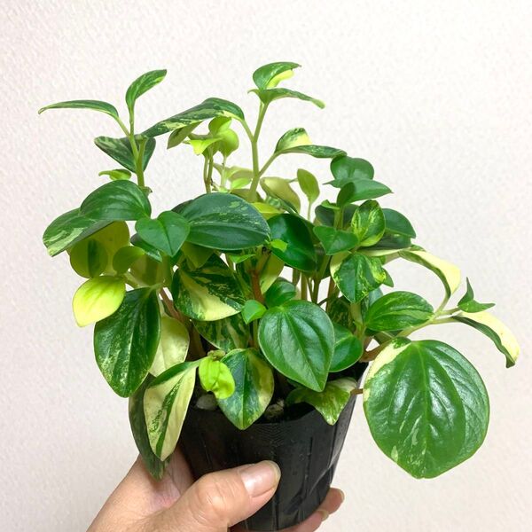 観葉 ペペロミア グラベラ 斑入り ポットのまま発送