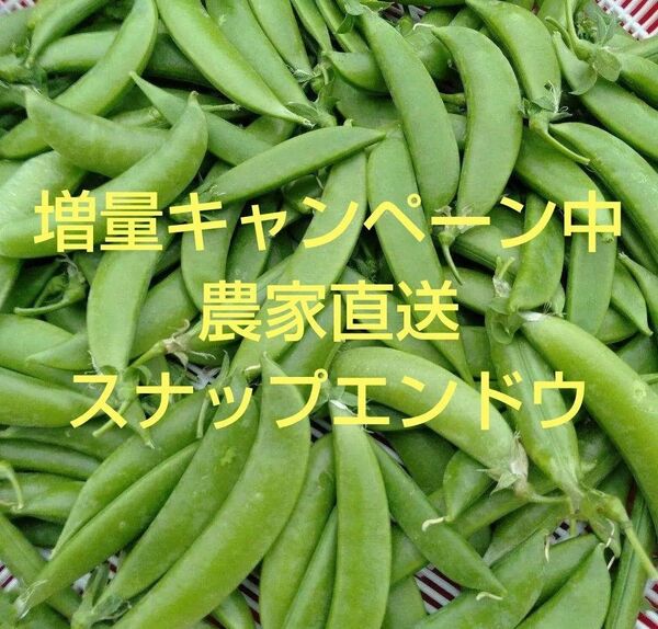 【増量キャンペーン中】奈良県産 農家直送 新鮮 スナップエンドウ