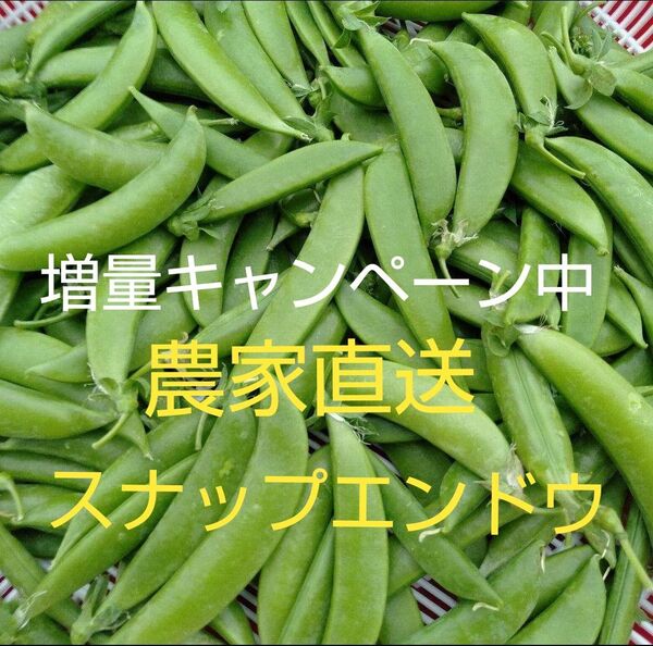 【増量キャンペーン中】奈良県産 農家直送 新鮮 スナップエンドウ