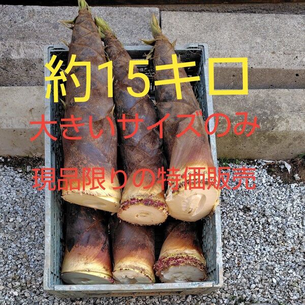 【現品特価】奈良県産 産地直送 新鮮 たけのこ 約15キロ