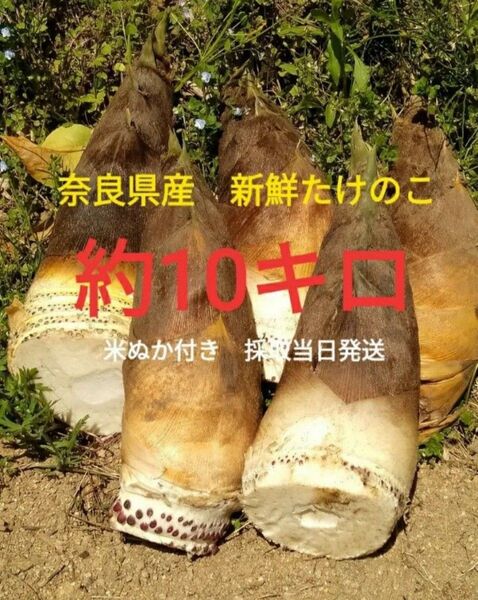 奈良県産 産地直送 新鮮 たけのこ 約10キロ