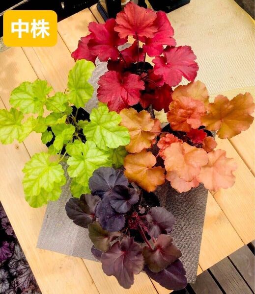 お値下げ不可ヒューケラ中株良い品質株耐暑性耐寒性多年草 宿根草 4種4色美品