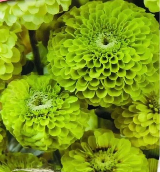 百日草 爽やかなグリーンの花色 ジャイアントライム 約10cmの大きな花が咲きます 丈夫で作りやすく切花や夏花壇にぴったり 10粒