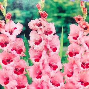 グラジオラス 桃に赤花種 5球