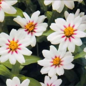 百日草 ザハラ スターライトローズ 明るい花色と可愛い花形 夏花壇に最適 12粒